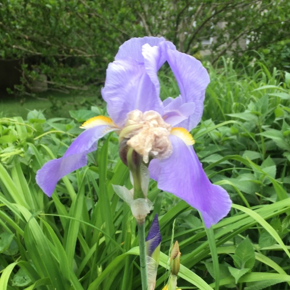 Meet your Posher, Abbey - Picture 1 of 1